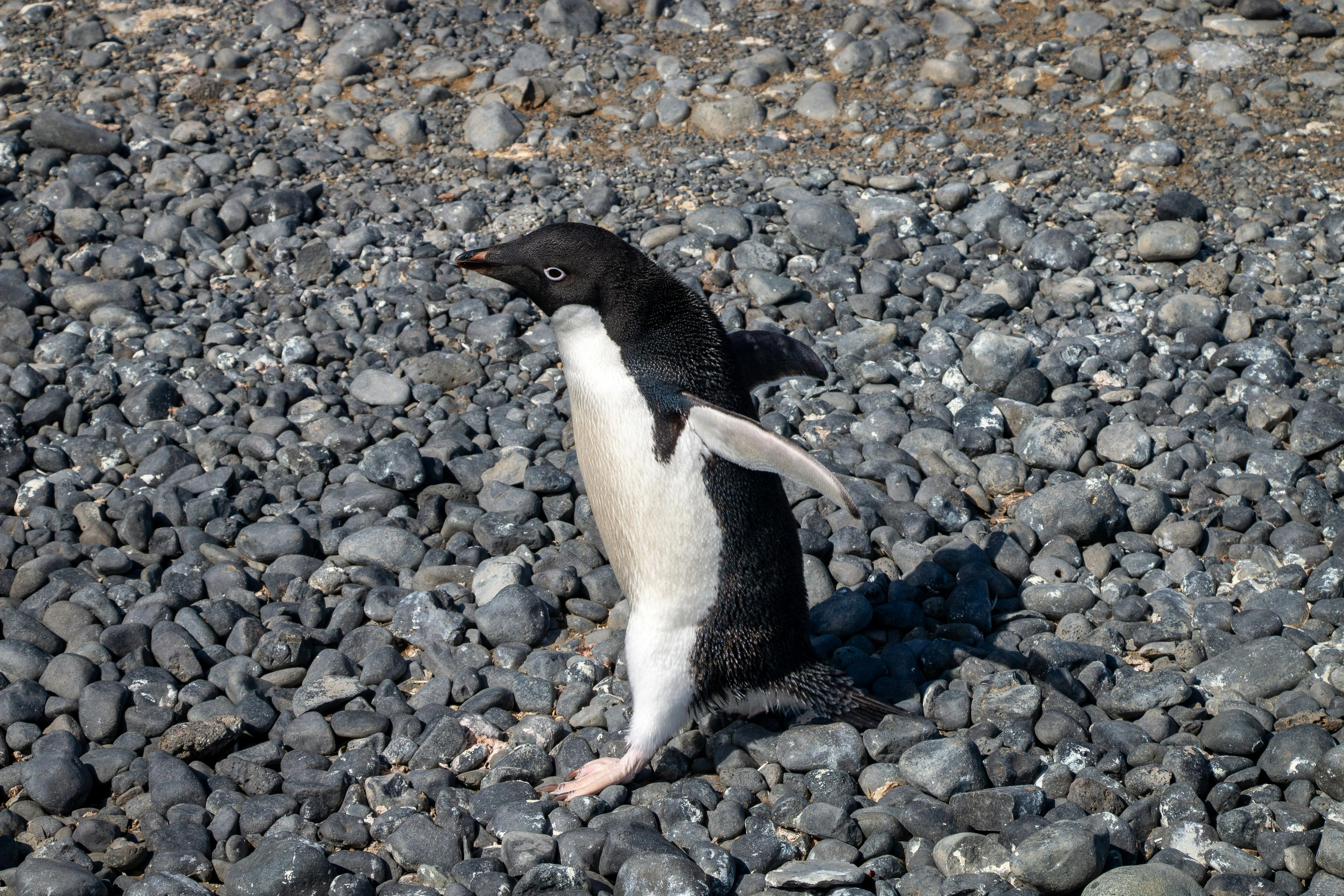 Rocky the Penguin